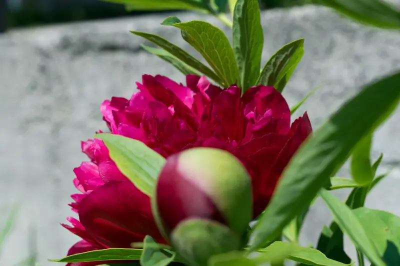 Blurred Background Photography in Reverse - Frontal blur flowers