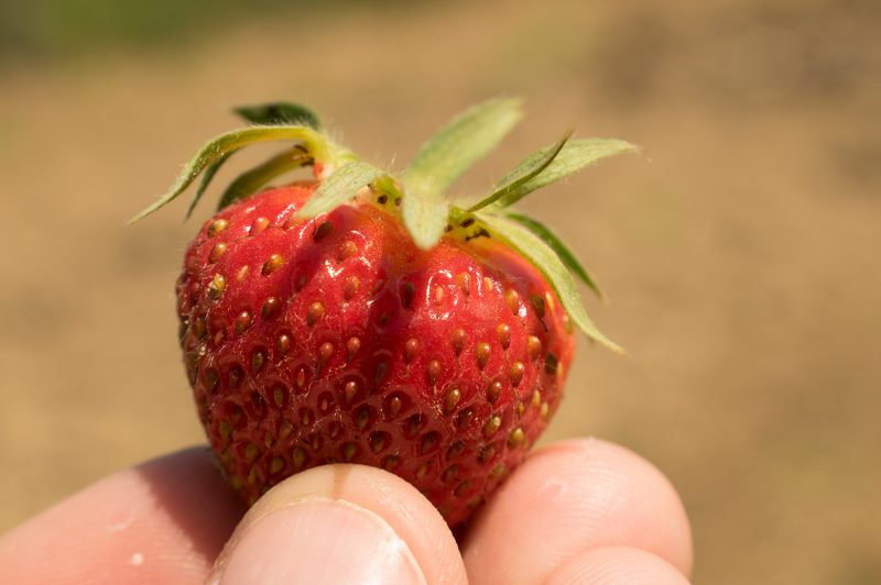 Blurred Background Photography - Strawberry 