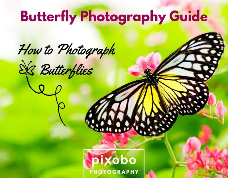 Butterfly Photography Guide-How To Photograph Butterflies