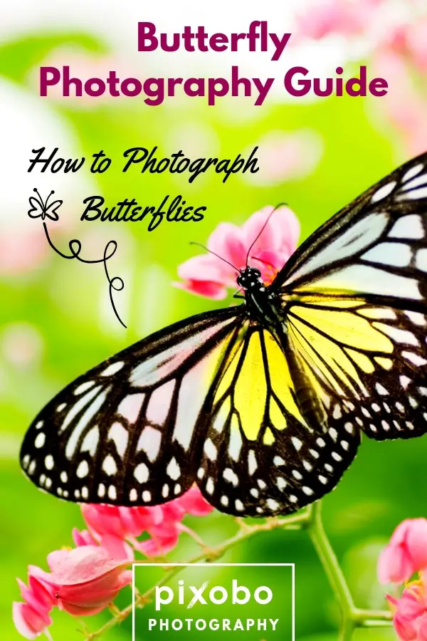 Butterfly Photography Guide: How to Photograph Butterflies