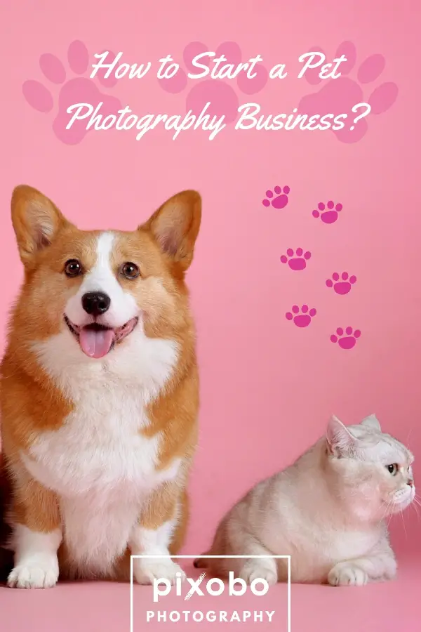 How to Start a Pet Photography Business?