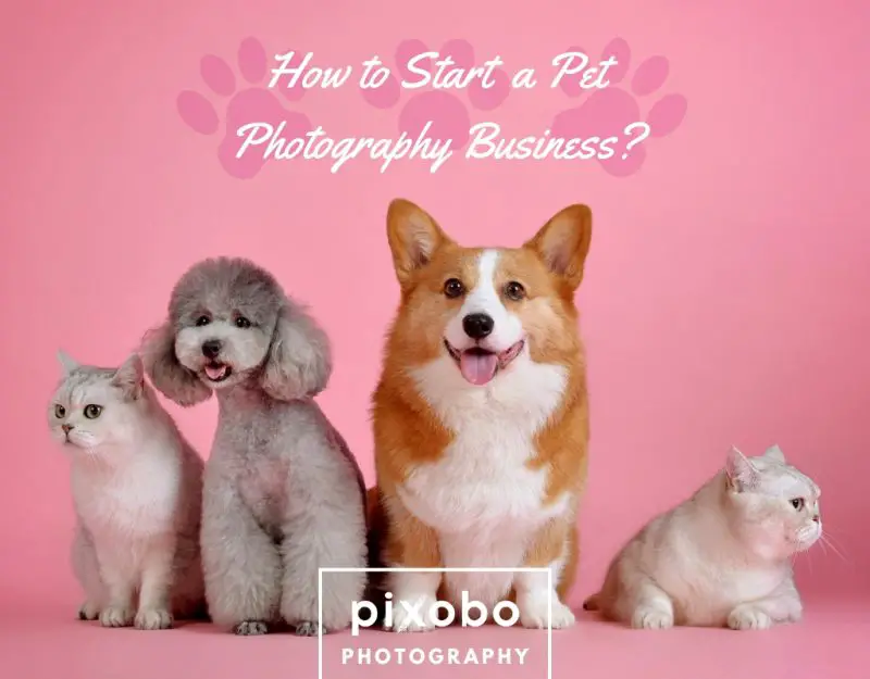 How to Start a Pet Photography Business_