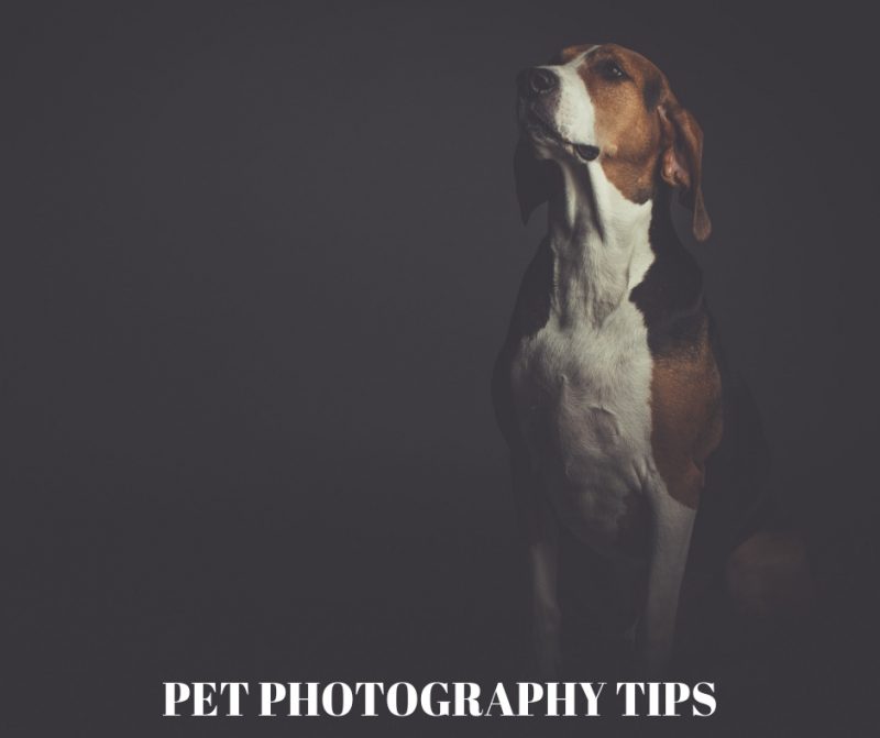 How to start a pet photography business? Pixobo Profitable Photography