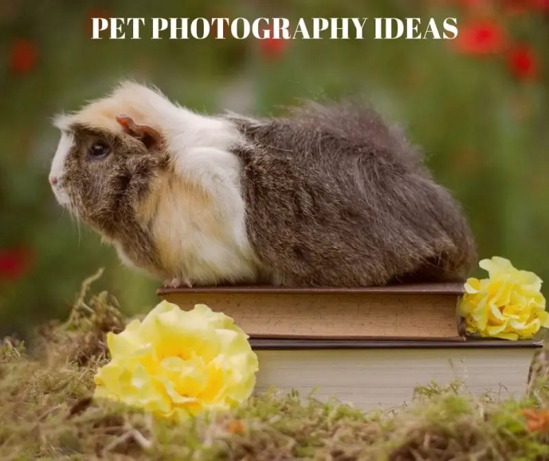 How to start a pet photography business? Pixobo Profitable Photography
