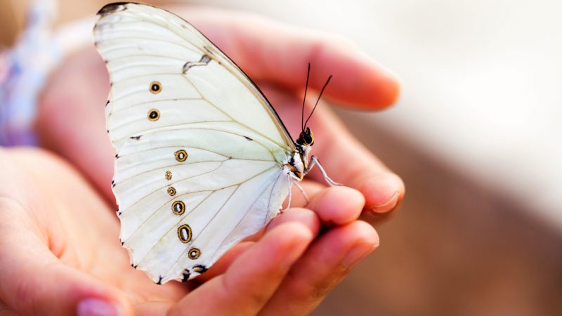 How To Photograph Butterflies