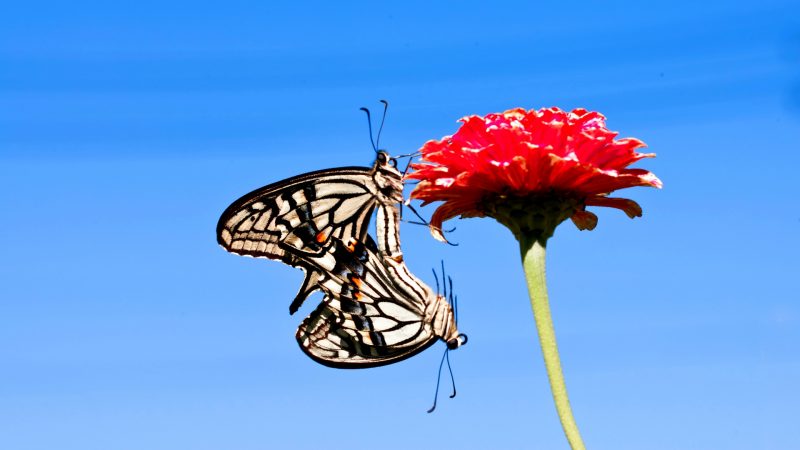 Make Sure That Background Complements Butterfly Colors
