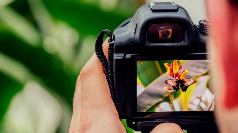 Must Have Equipment for Perfect Butterfly Photos