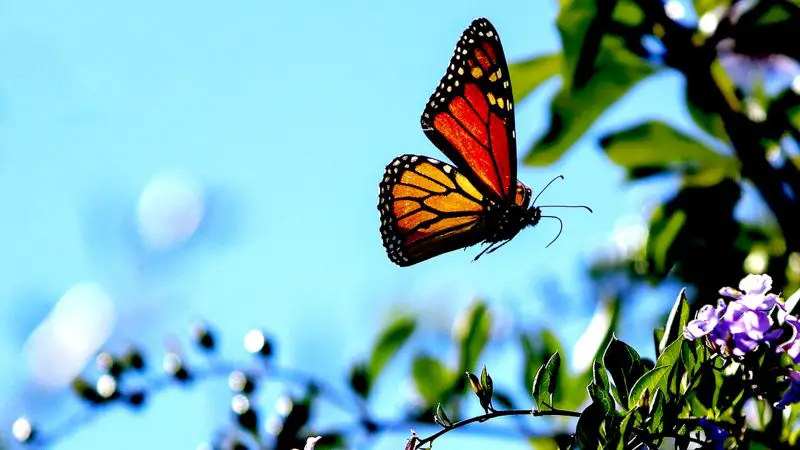 Photographing Butterflies in Flight