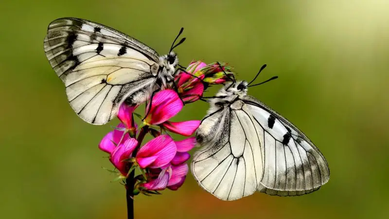 Right Time of The Day to Shoot Butterflies