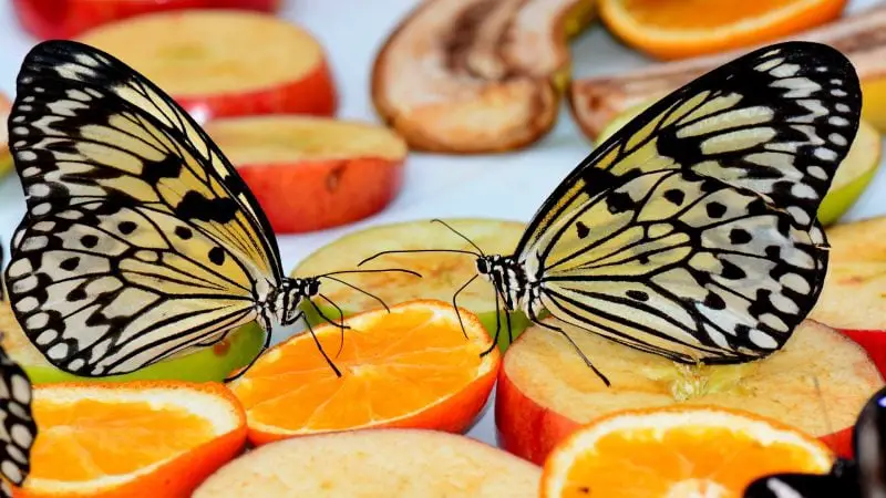 Shooting Butterflies Indoors