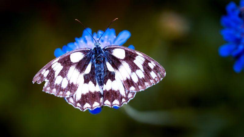 Telephoto Lens - the Go to Lens for Butterflies