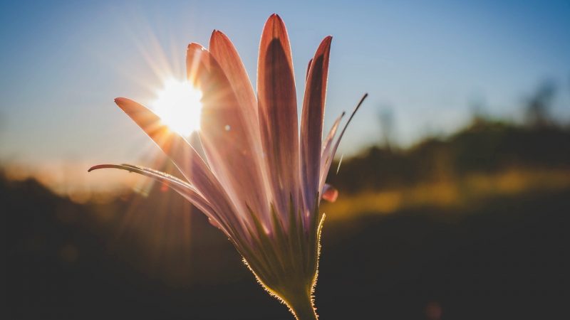 Use Sun as Key Light