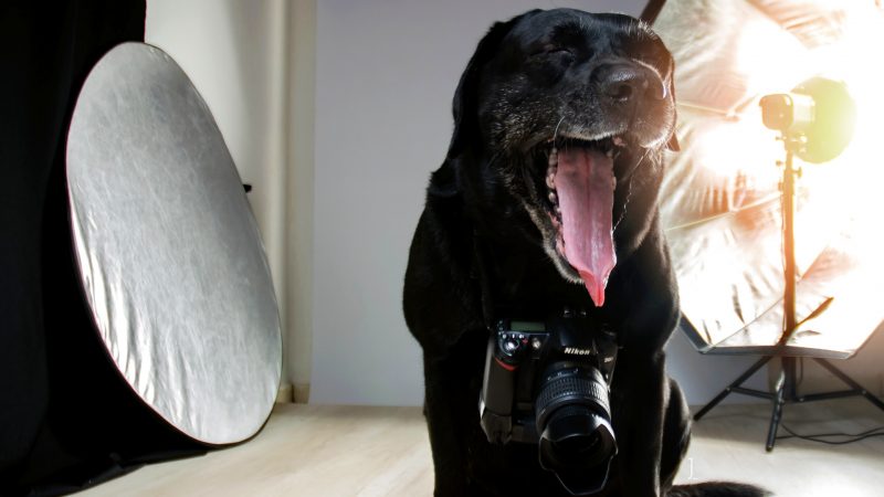 Pet Photography Studio