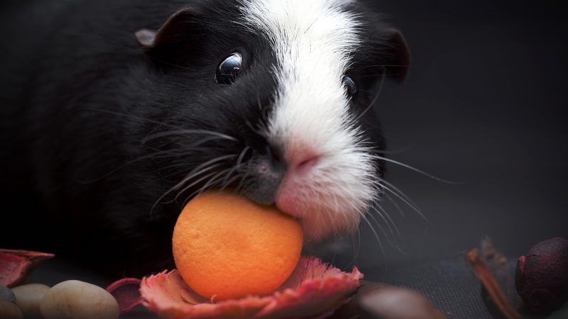 guinea pig