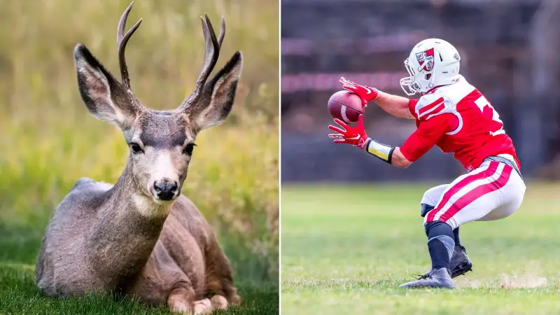 Wildlife and Sports