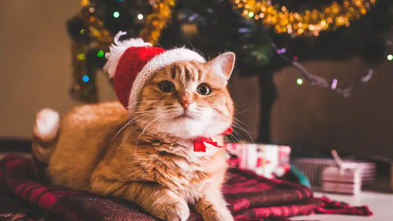 cat Santa