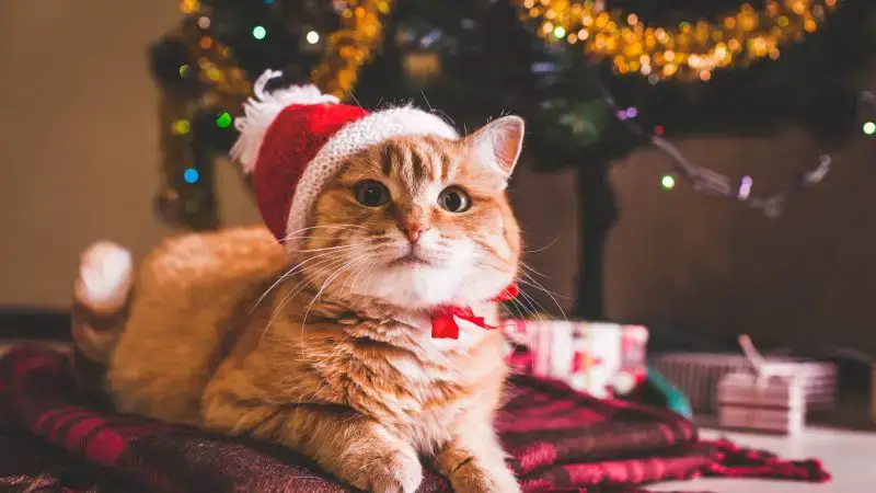 chat Santa