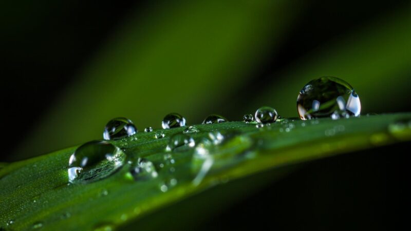 Macro Photography..