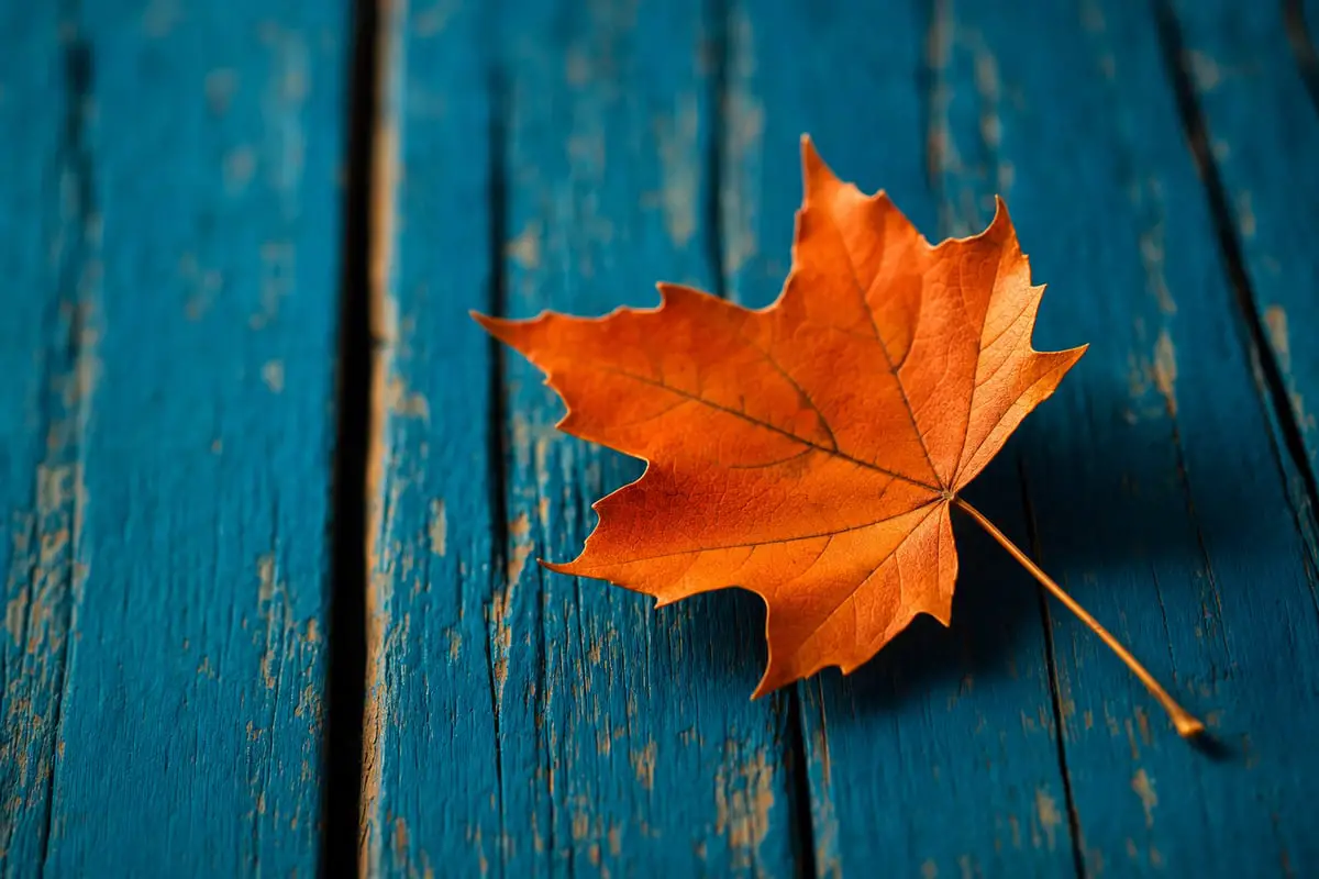 Orange autumn leaf on blue painted wood showing complementary colors in photography