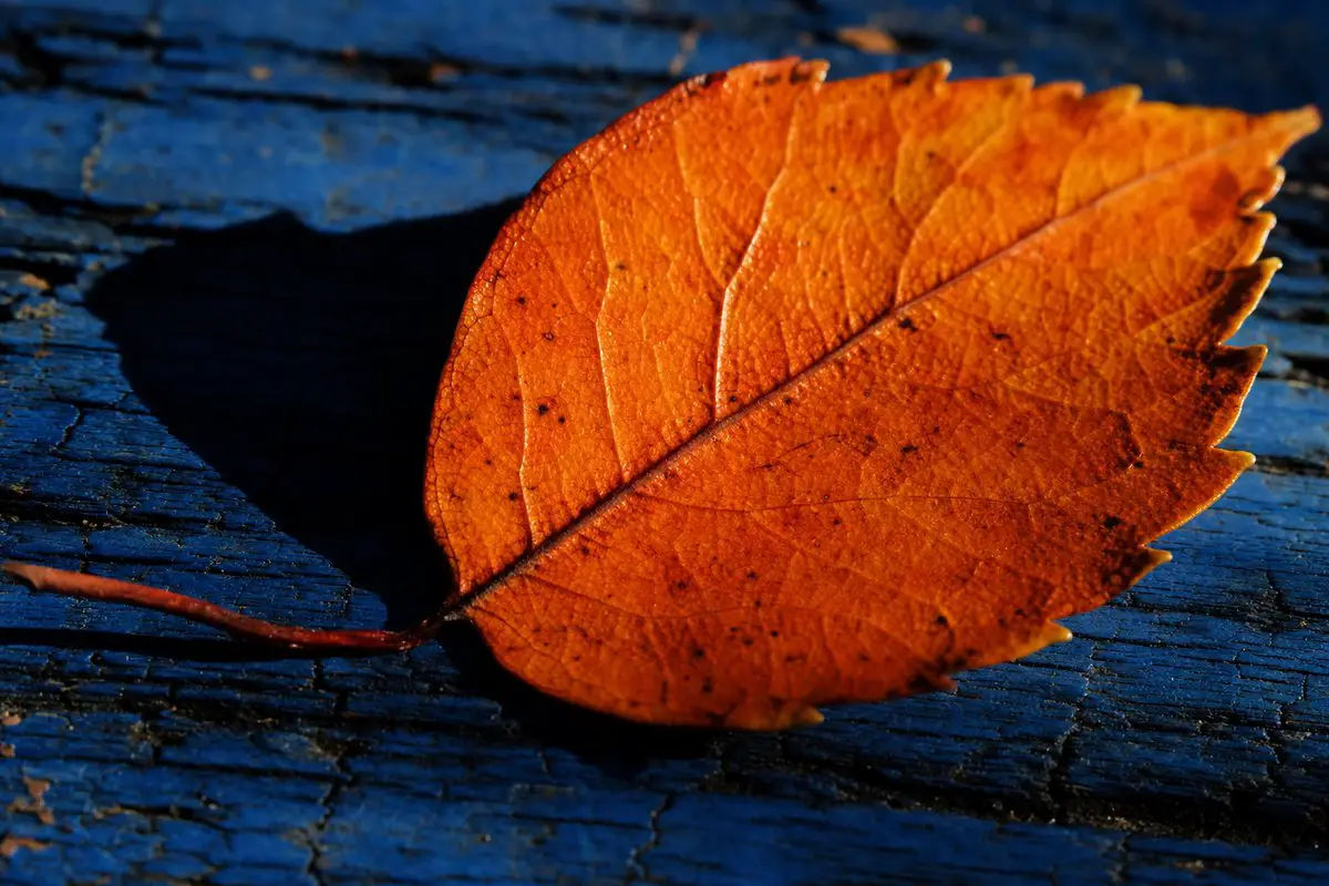 A vivid orange autumn leaf on deep blue weathered wood, showing strong color and tonal contrast