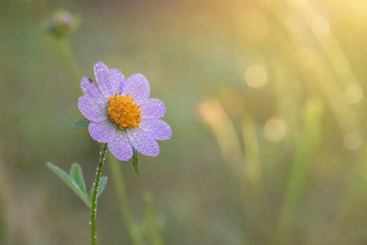 Shallow depth of field photo of a sharp flower against a soft blurred green background