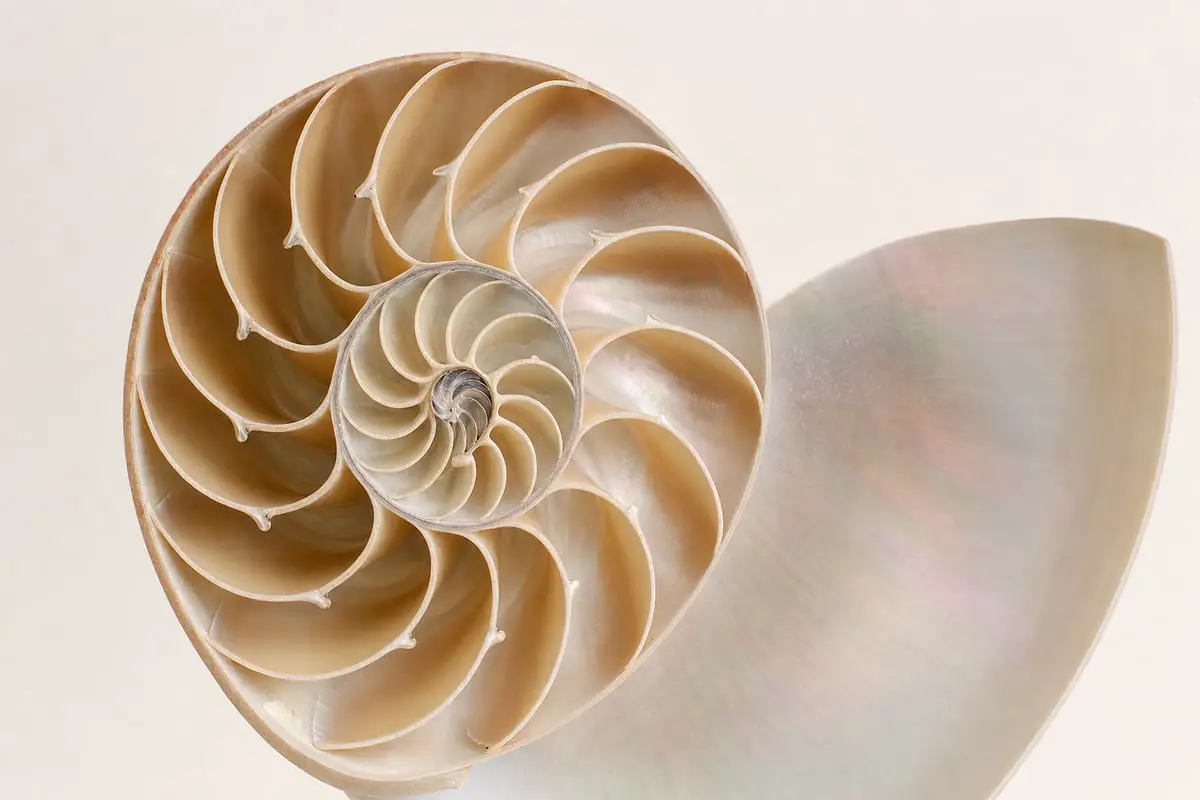 A nautilus shell showing a natural golden spiral, illustrating the golden ratio in composition