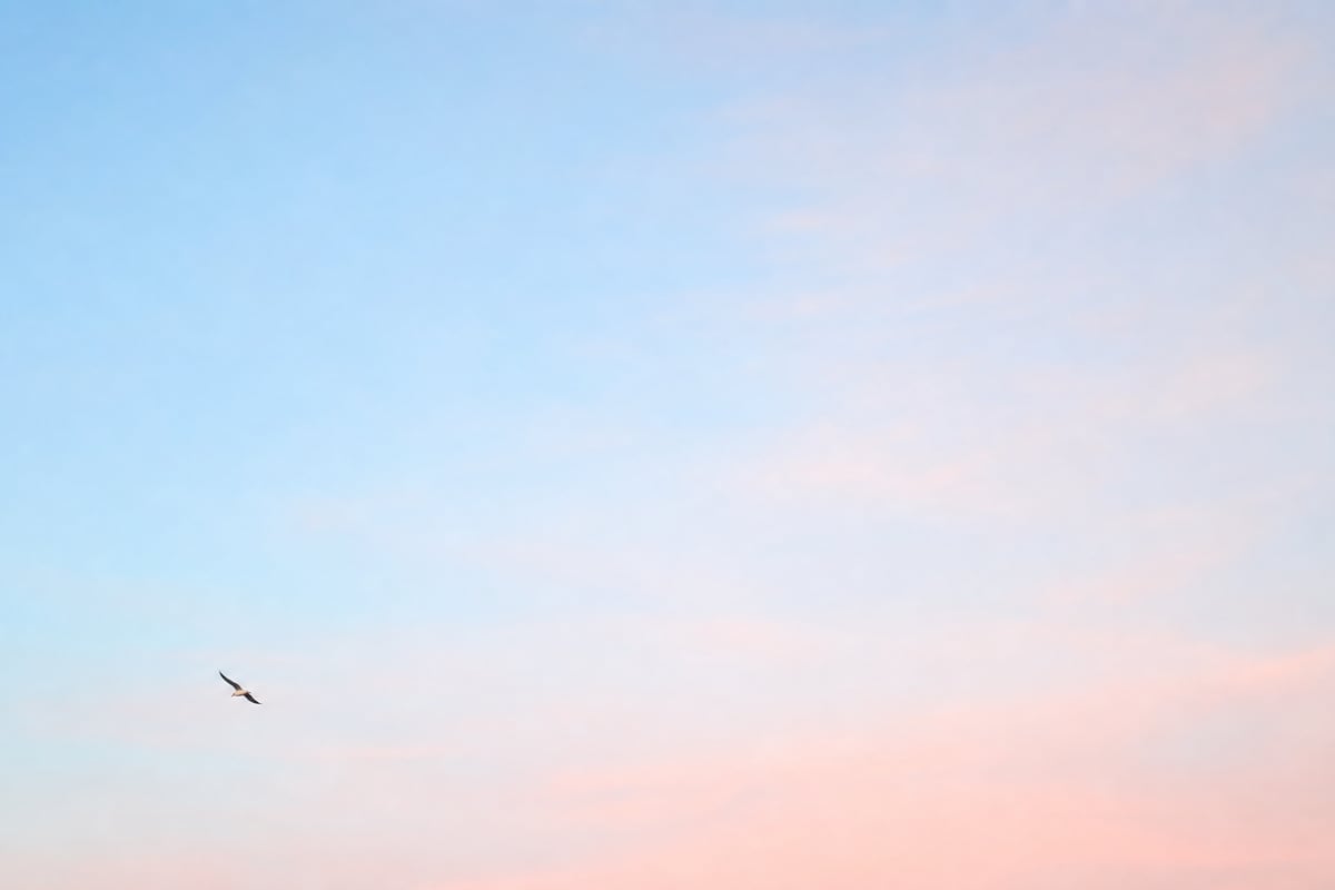 A small bird against a large area of empty sky showing negative space in photography