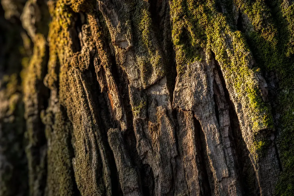 Tree bark and moss revealed by raking side light showing texture in photography
