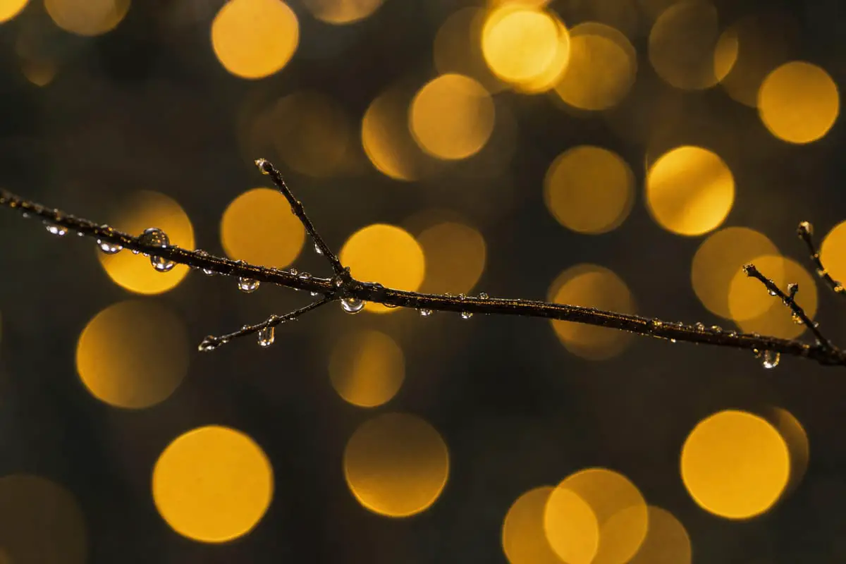 A dew-covered branch in sharp focus against a background of large, soft, golden bokeh light orbs