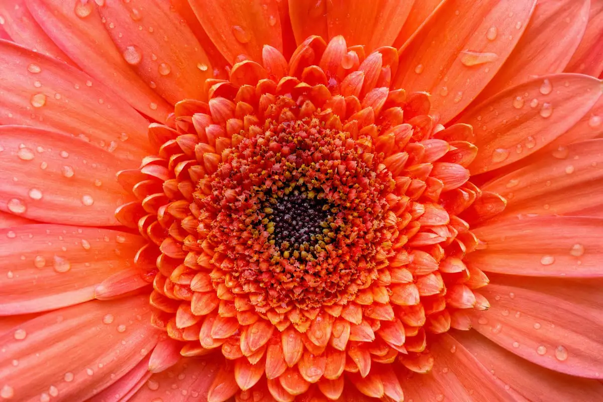 A single vibrant gerbera daisy filling the entire frame edge to edge, with water droplets on its petals