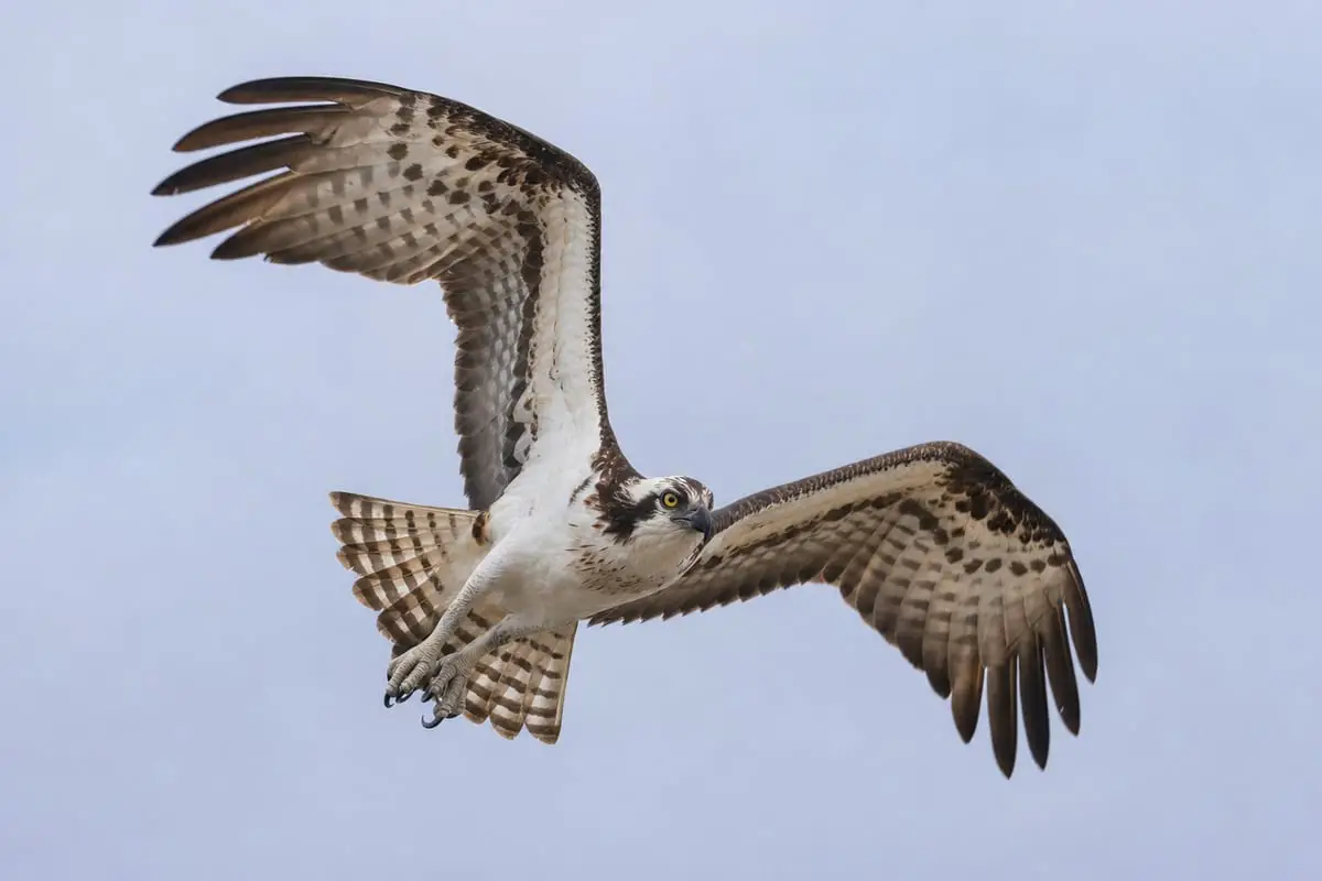 A bird in flight captured tack-sharp against a softly blurred sky, demonstrating continuous autofocus tracking