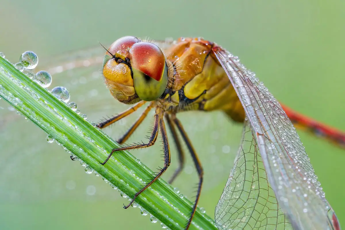An extreme close-up of a dew-covered insect on a green leaf, rich fine detail against a soft blurred background