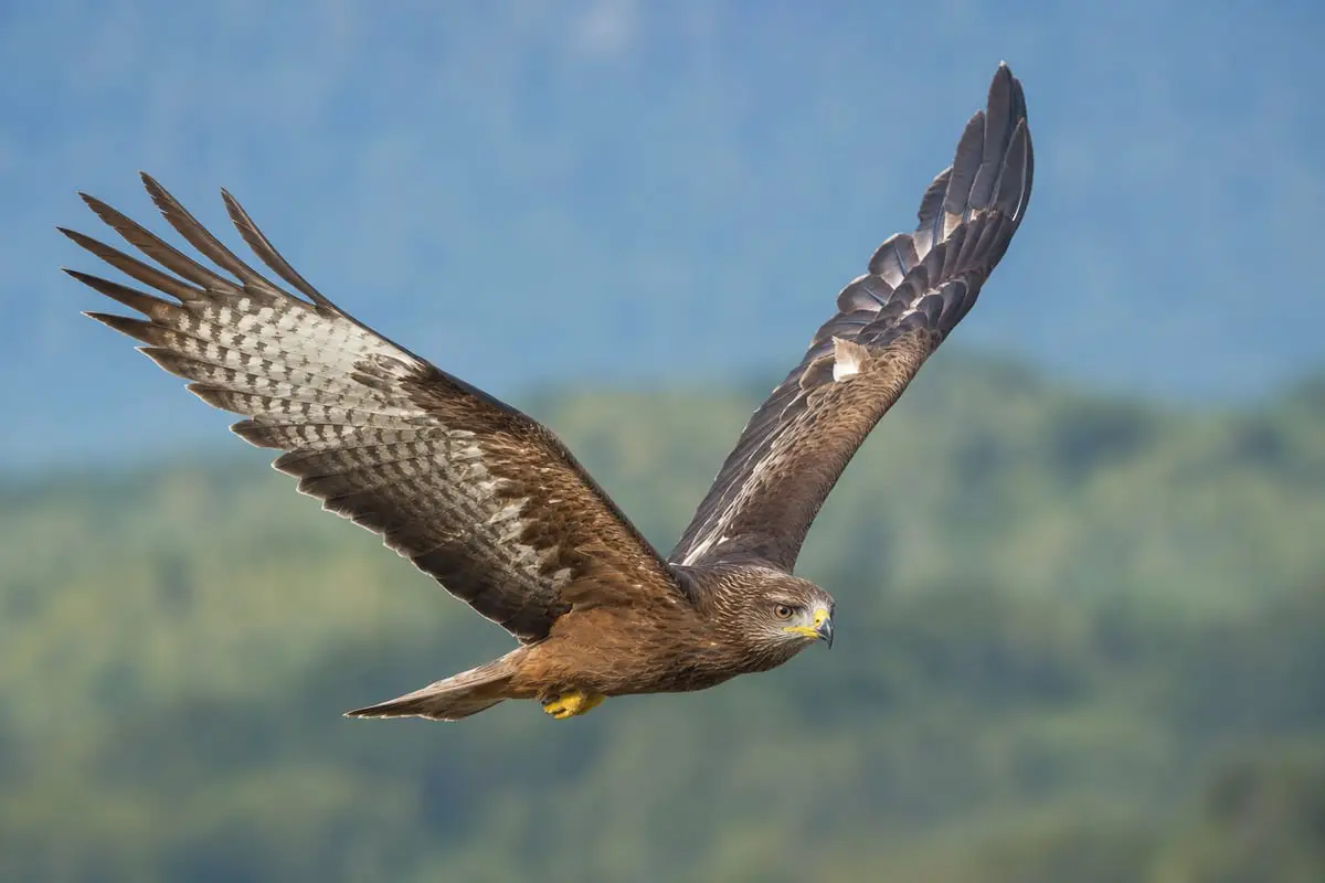 A wild bird in flight captured tack-sharp with wings spread against a softly blurred pale background